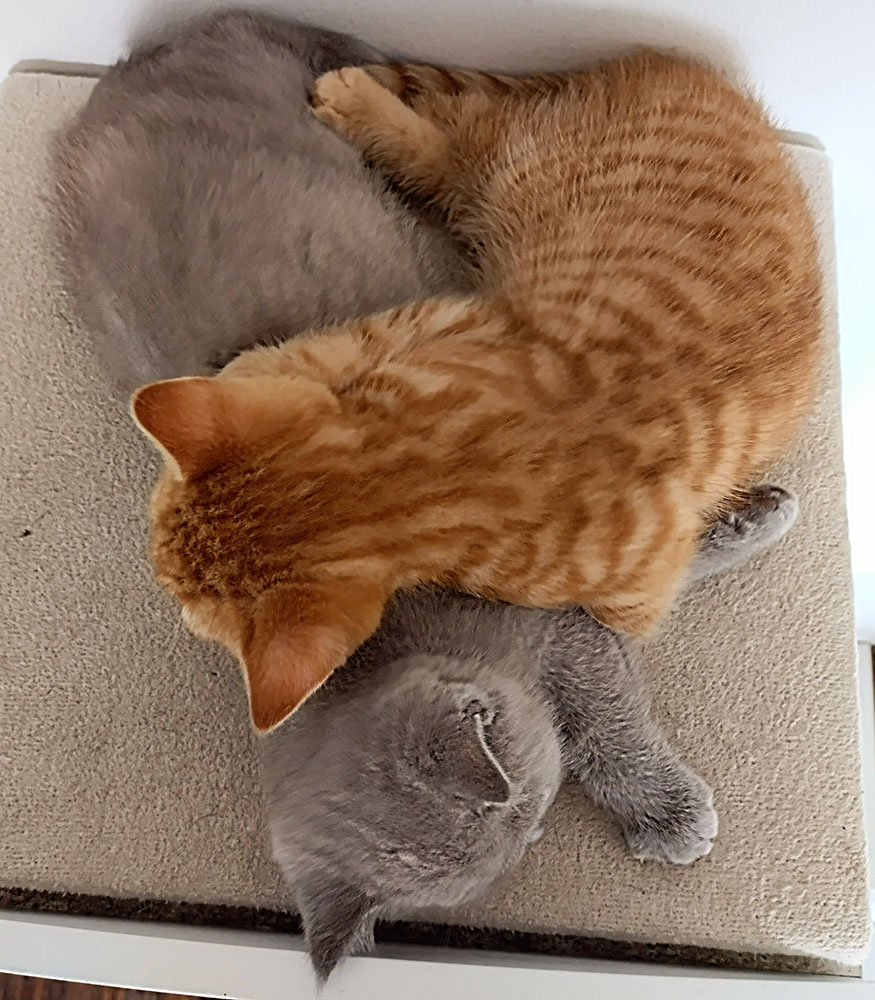 Kitten 2023