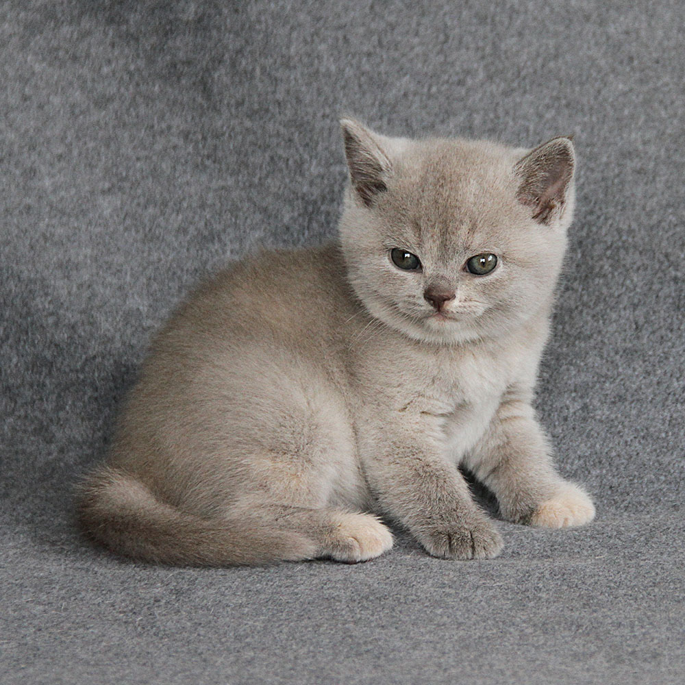 Fina of Grey Castle