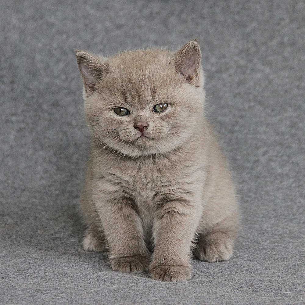 Jones of Grey Castle