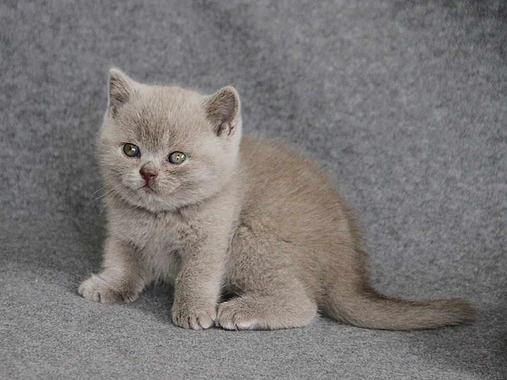 Linus of Grey Castle
