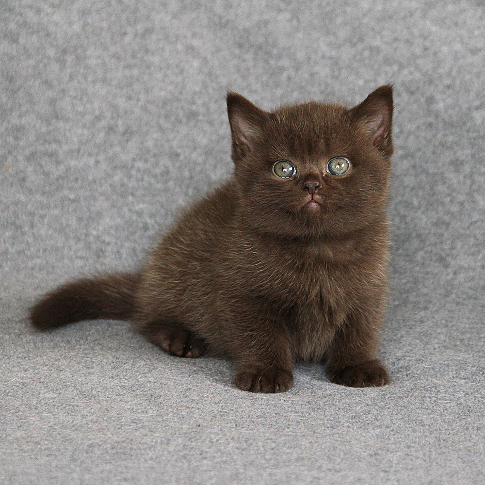 Nugat of Grey Castle