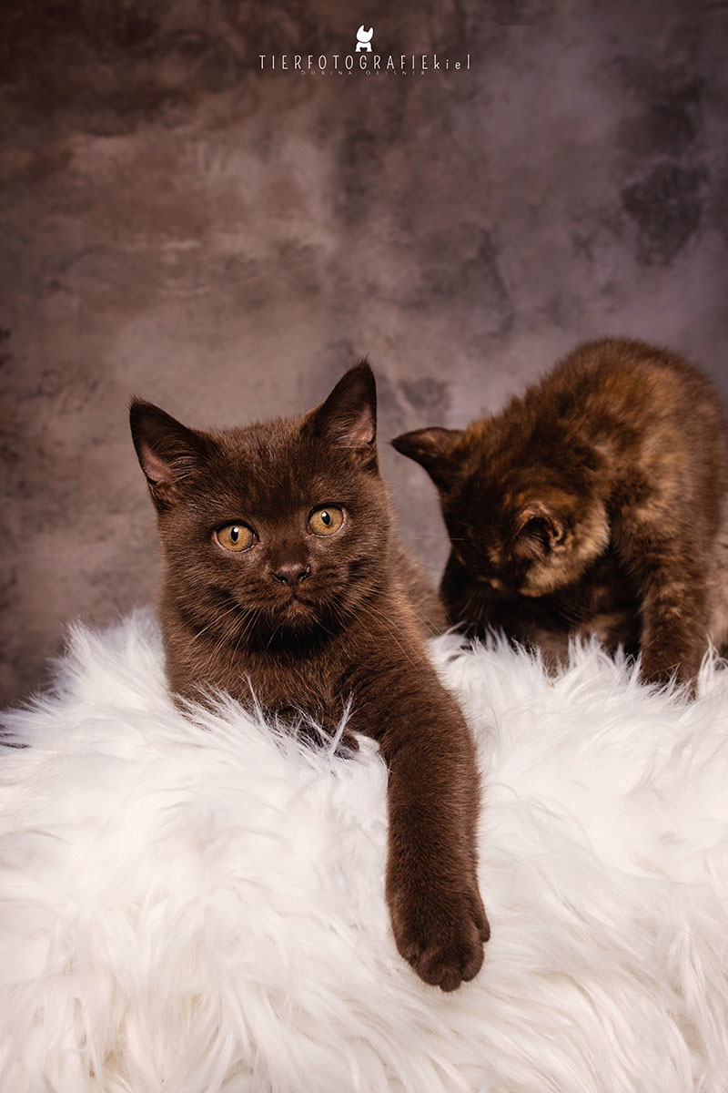 Nugat of Grey Castle