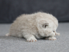 allison-2024-07-14_1000_750_2