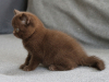 bailey-12-07-26_1000_750_3