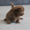 bailey-21-06-26_1000_1000_3